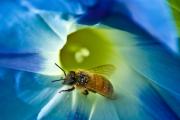 Perché la gloria mattutina non cresce bene Perché la gloria mattutina fiorisce solo al mattino