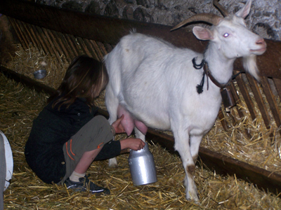 Как доить козу: сколько раз, перед окотом, после окота